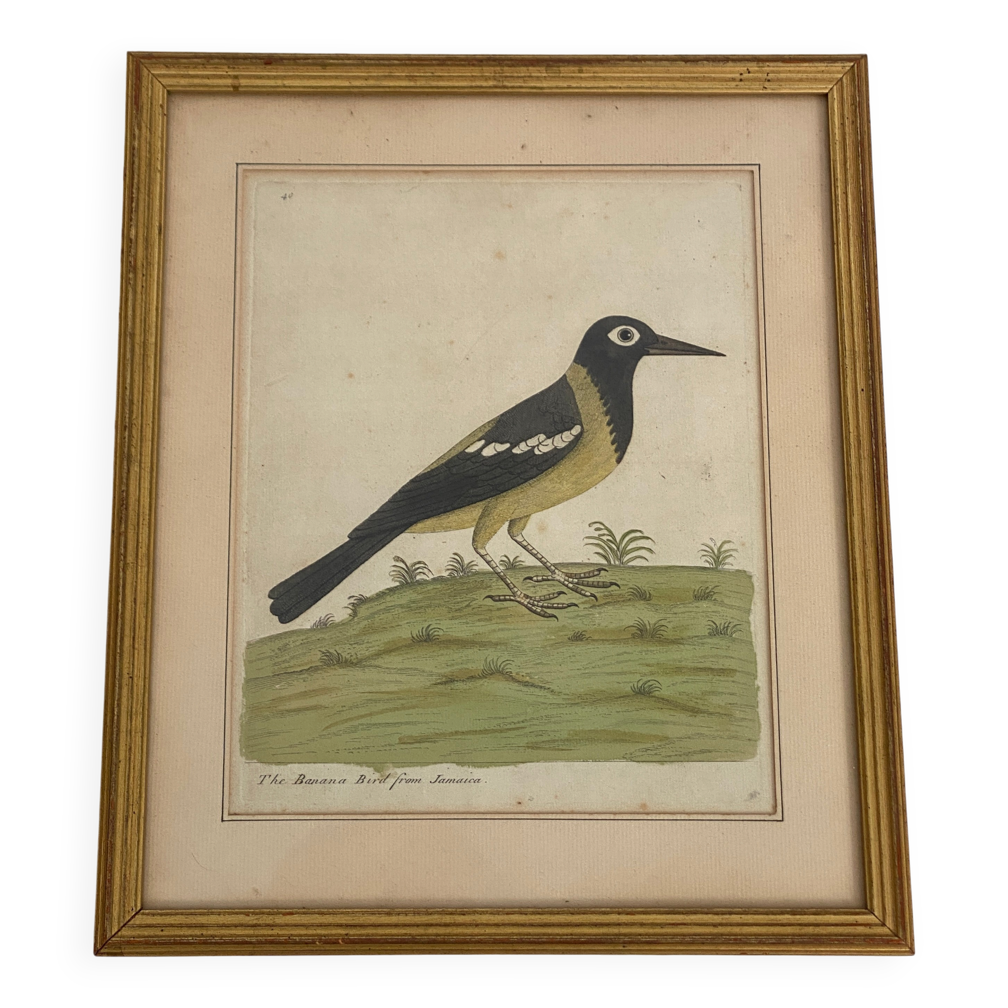 Coloured engraving "The Banana Bird from Jamaica"