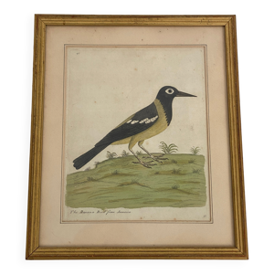 Gravure colorisé ''The - jamaica