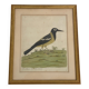 Coloured engraving "The Banana Bird from Jamaica"
