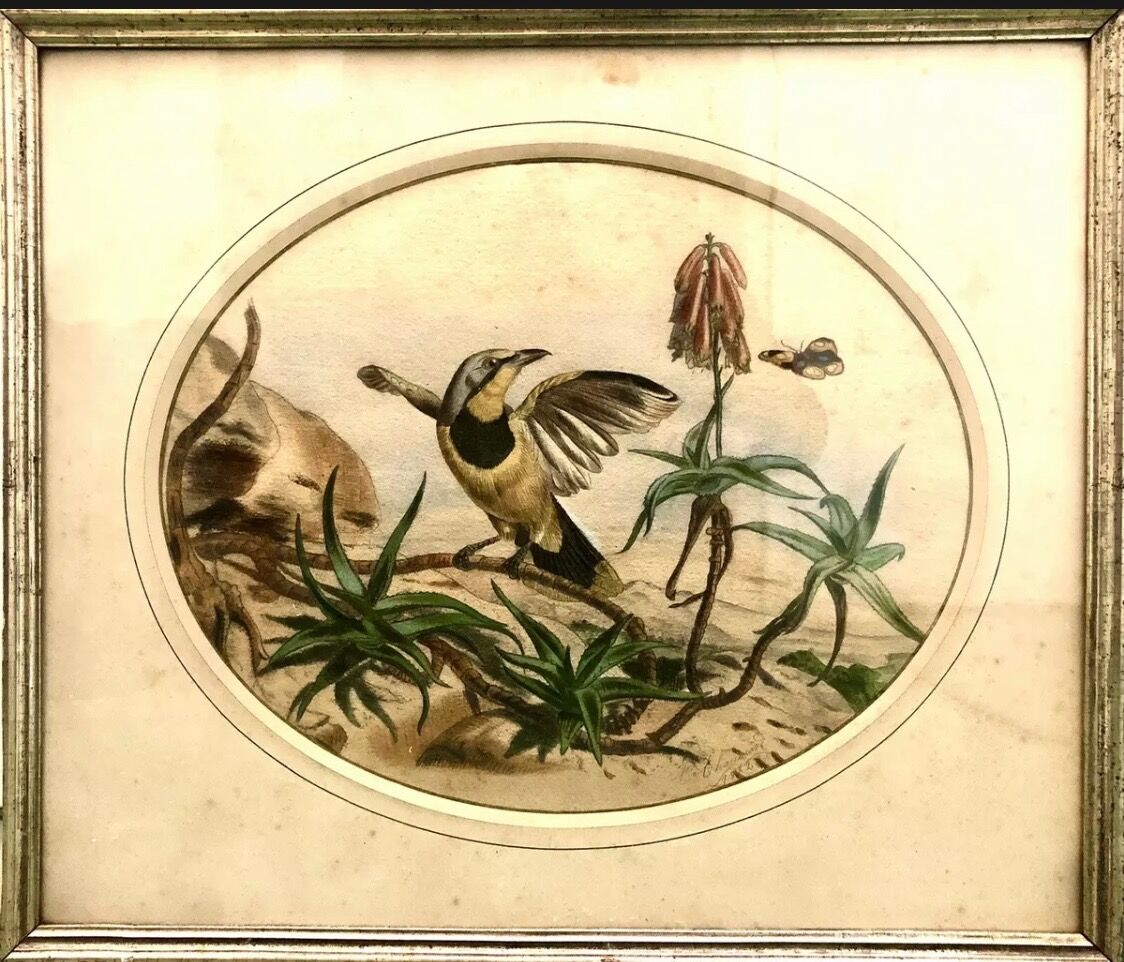 Painting old bird Ornithology nineteenth 1862