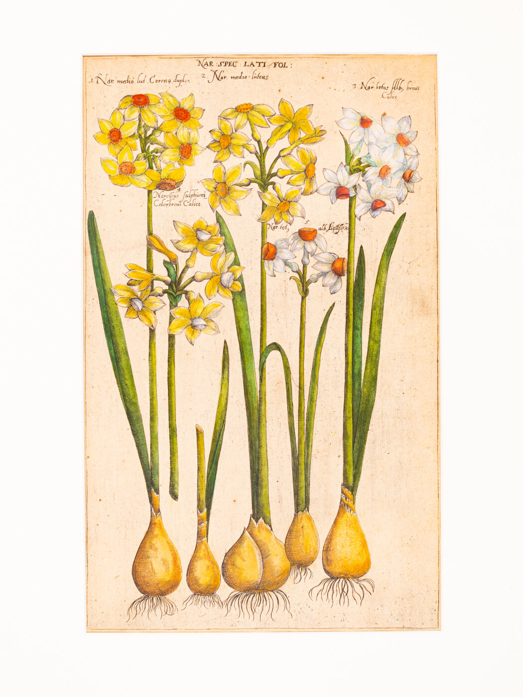 Botanical Drawings from the 18th Century, Colored Copperplate, 83 x 113 cm