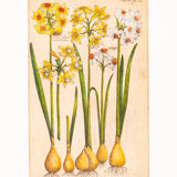 Botanical Drawings from the 18th Century, Colored Copperplate, 83 x 113 cm