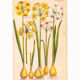 Botanical Drawings from the 18th Century, Colored Copperplate, 83 x 113 cm