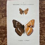 Lithographie naturaliste "Papillon" Art Déco, circa 1890