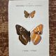 Naturalist engraving Butterfly Art Deco Circa 1800 botanical plate