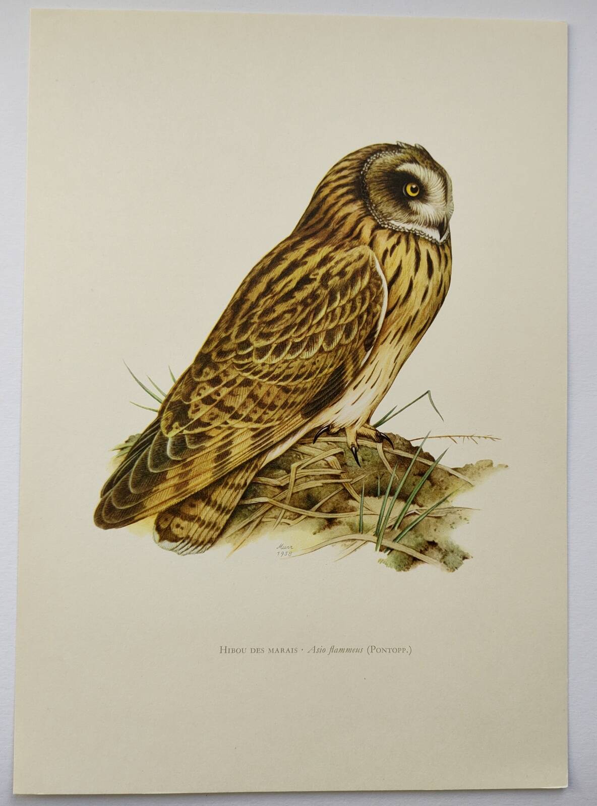 Bird board 1960s - Short-eared Owl - Vintage zoological and ornithological illustration