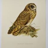 Planche oiseaux Années 1960 - Hibou des Marais - Illustration zoologique et ornithologique vintage