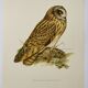Bird board 1960s - Short-eared Owl - Vintage zoological and ornithological illustration