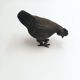 Poule en bronze