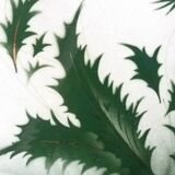 Badonviller thistle plate, 1920