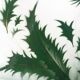 Badonviller thistle plate, 1920