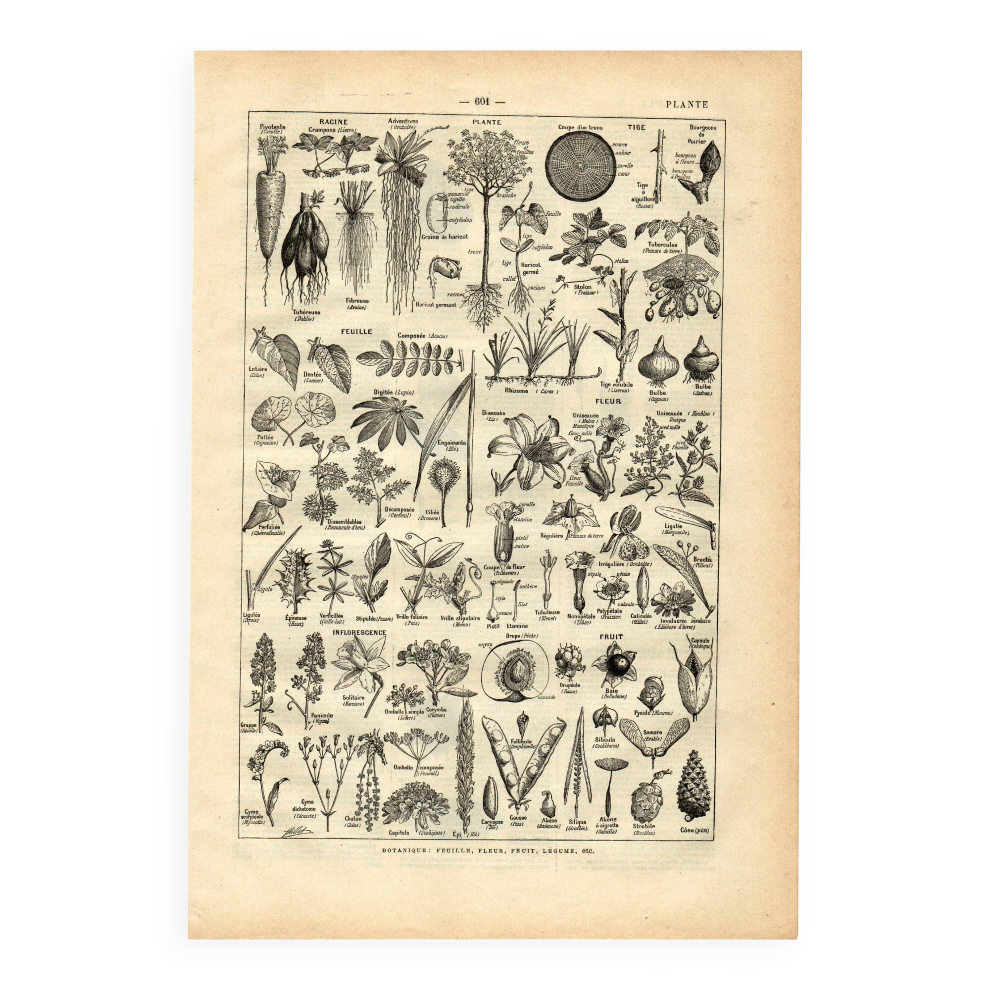 Old engraving 1923 - Botany - Morphology of plants - by A. Millot