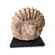 Large base ammonite