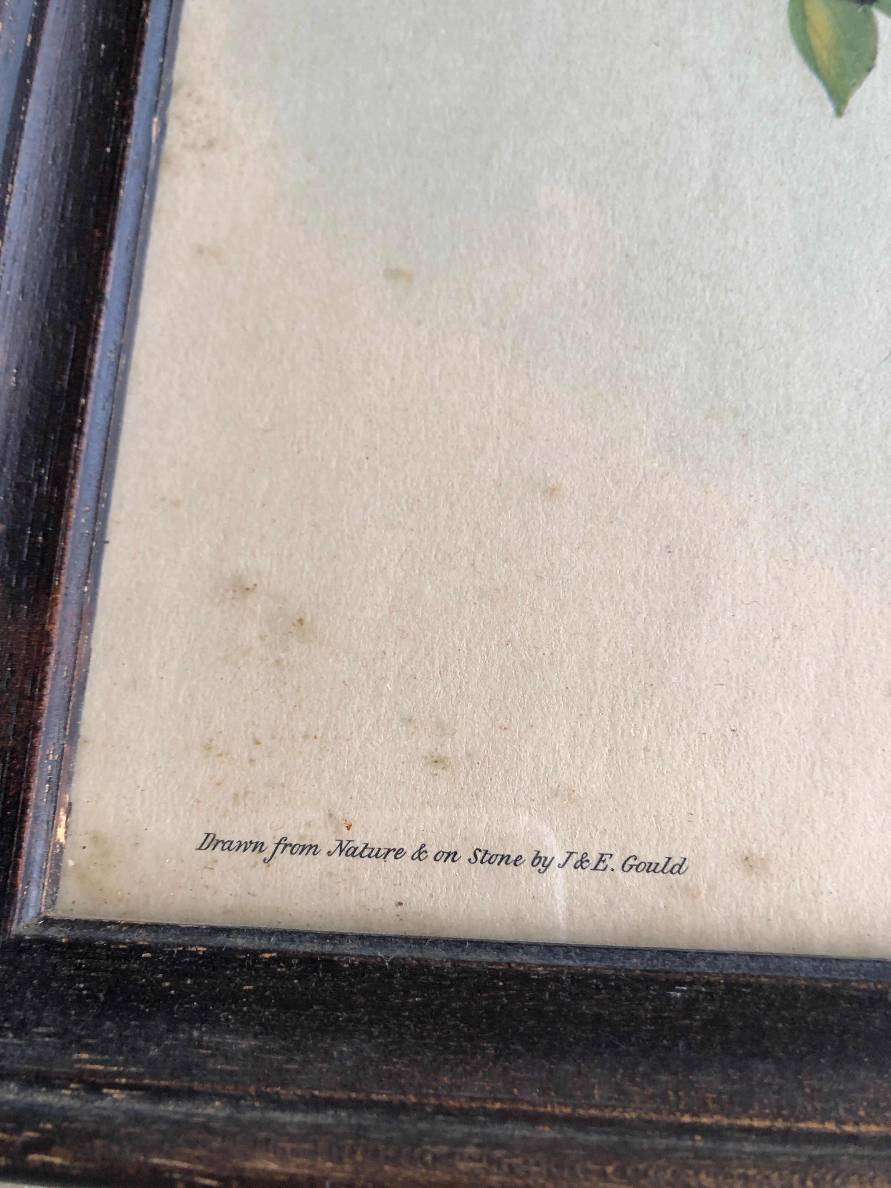 Bird engraving "trogon collaris"