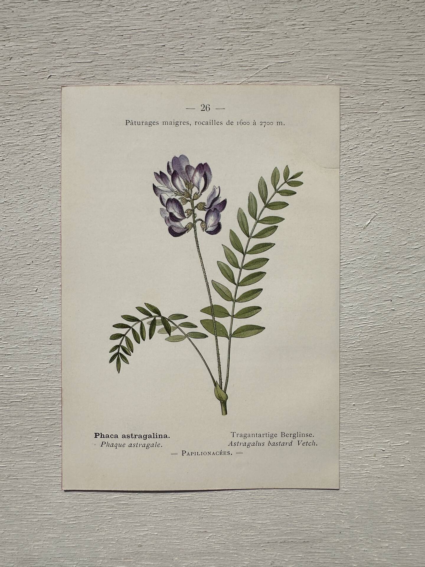 Botanical Plate 1800 Old naturalist engraving 19th century double-sided