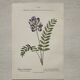 Botanical Plate 1800 Old naturalist engraving 19th century double-sided