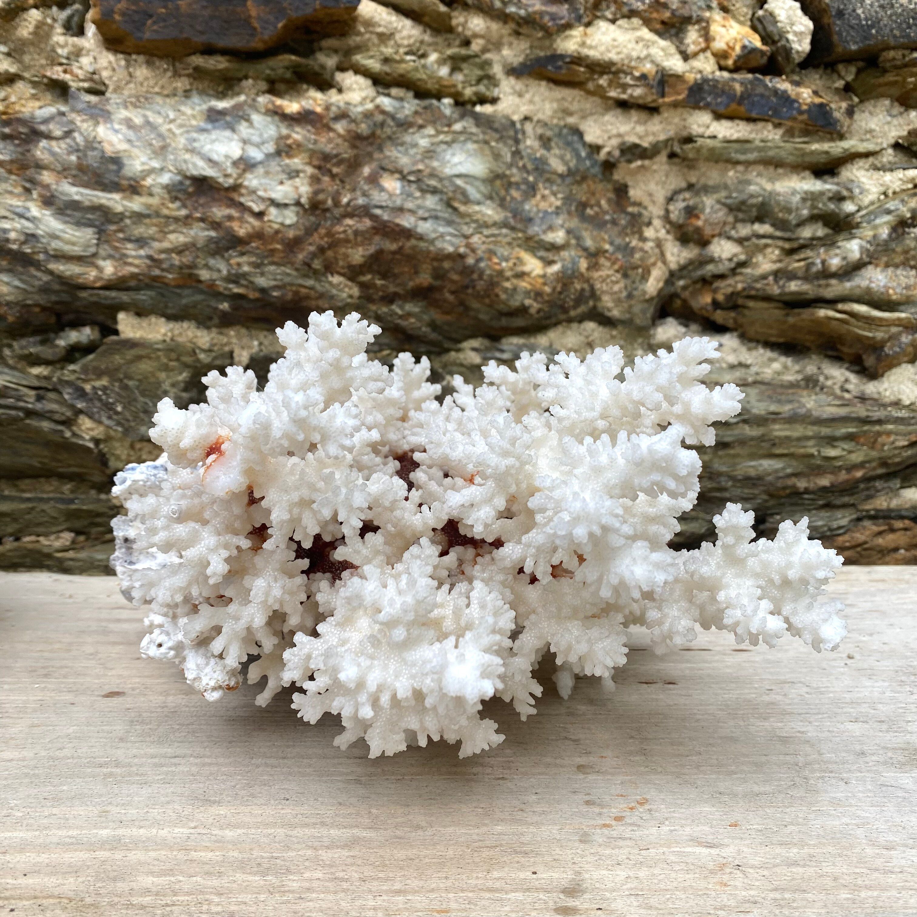 Grand corail blanc