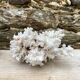Grand corail blanc