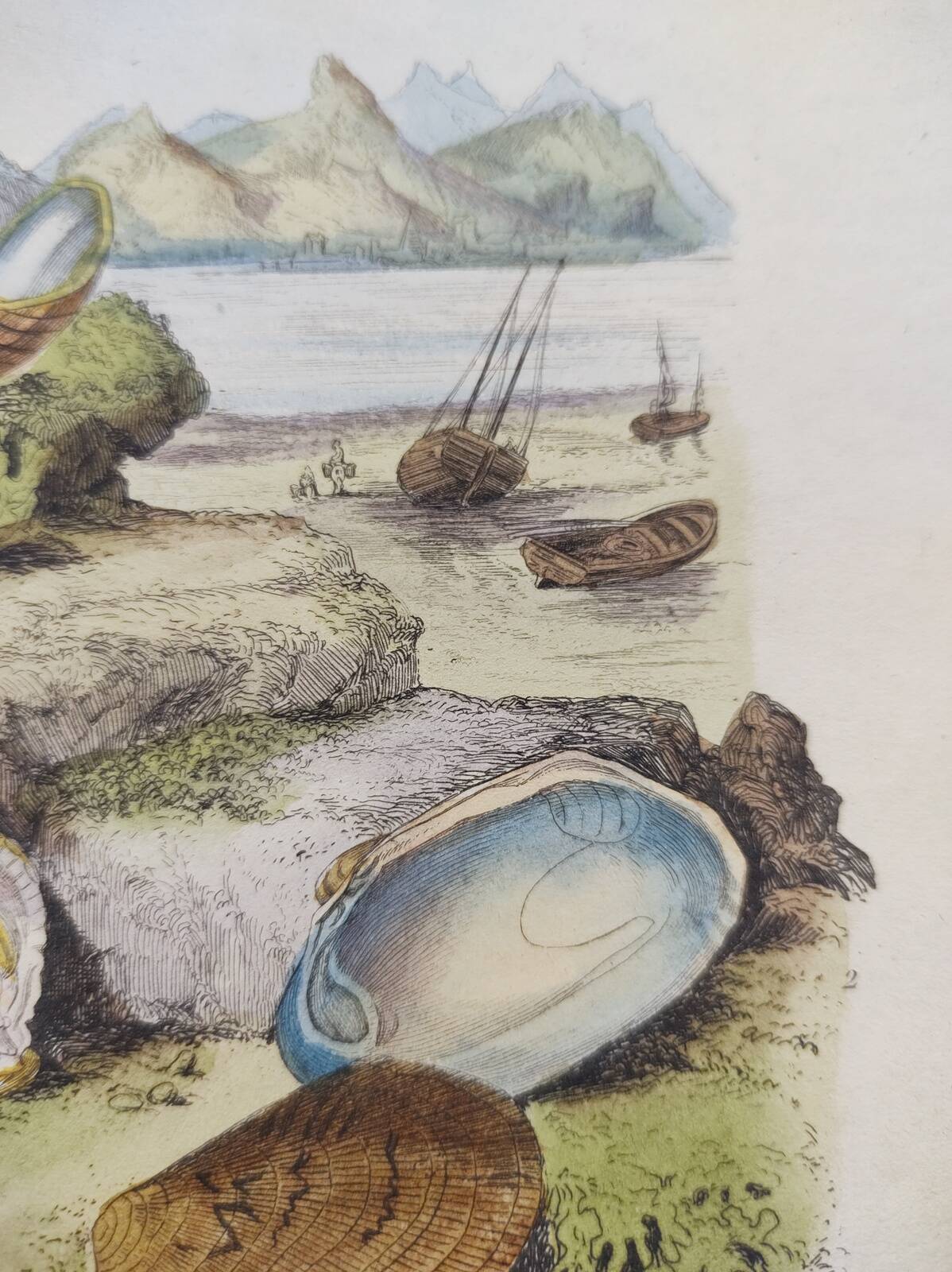Old engraving from 1838 - Venericard shell - Original zoological and maritime plate