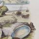 Old engraving from 1838 - Venericard shell - Original zoological and maritime plate
