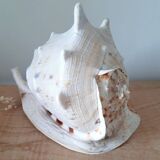 Shellfish