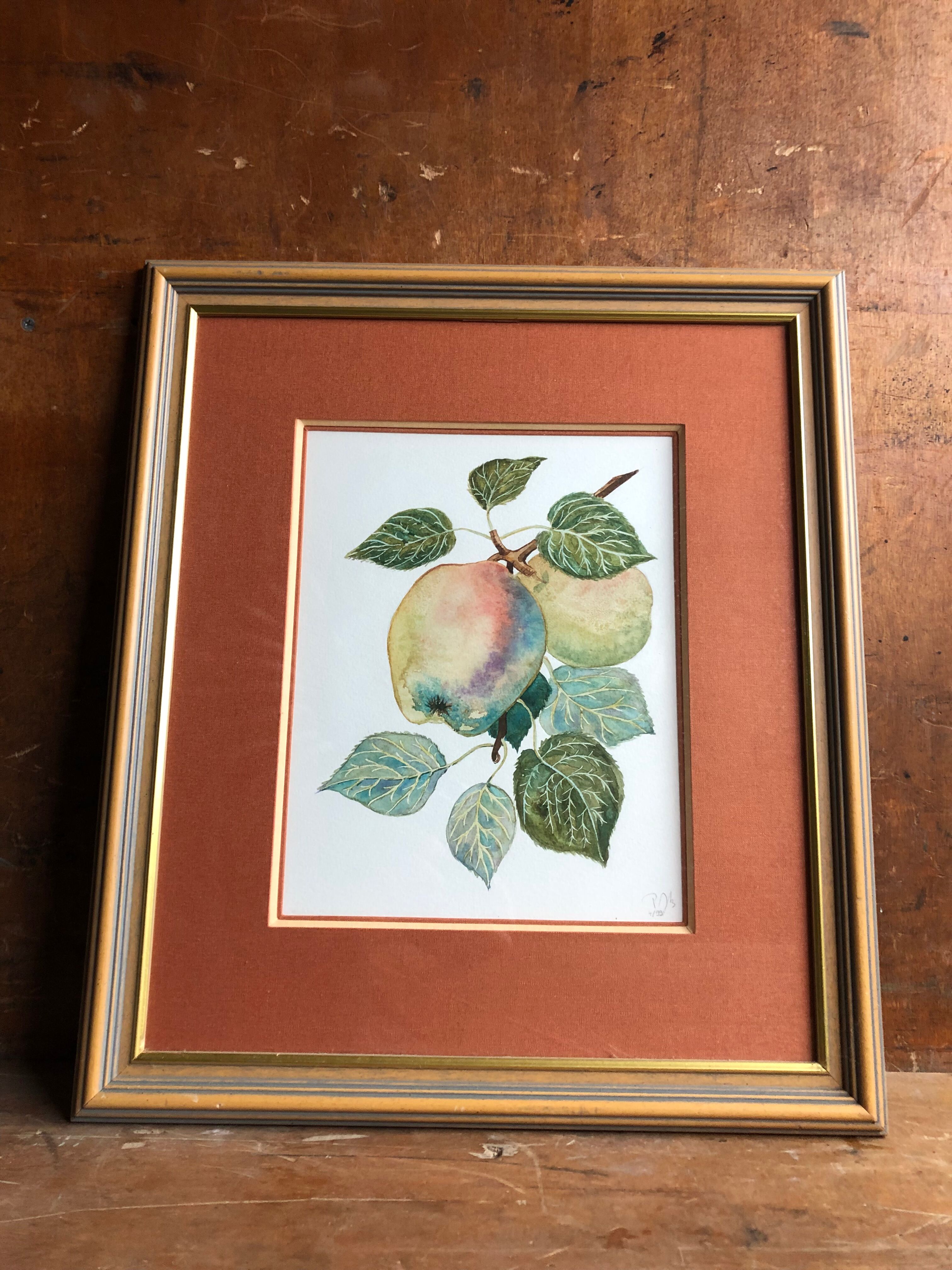 Old botanical lithograph patricia kounakowitch
