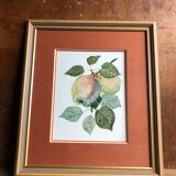 Old botanical lithograph patricia kounakowitch