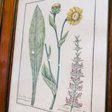 Cadre en bois et herbier ancien