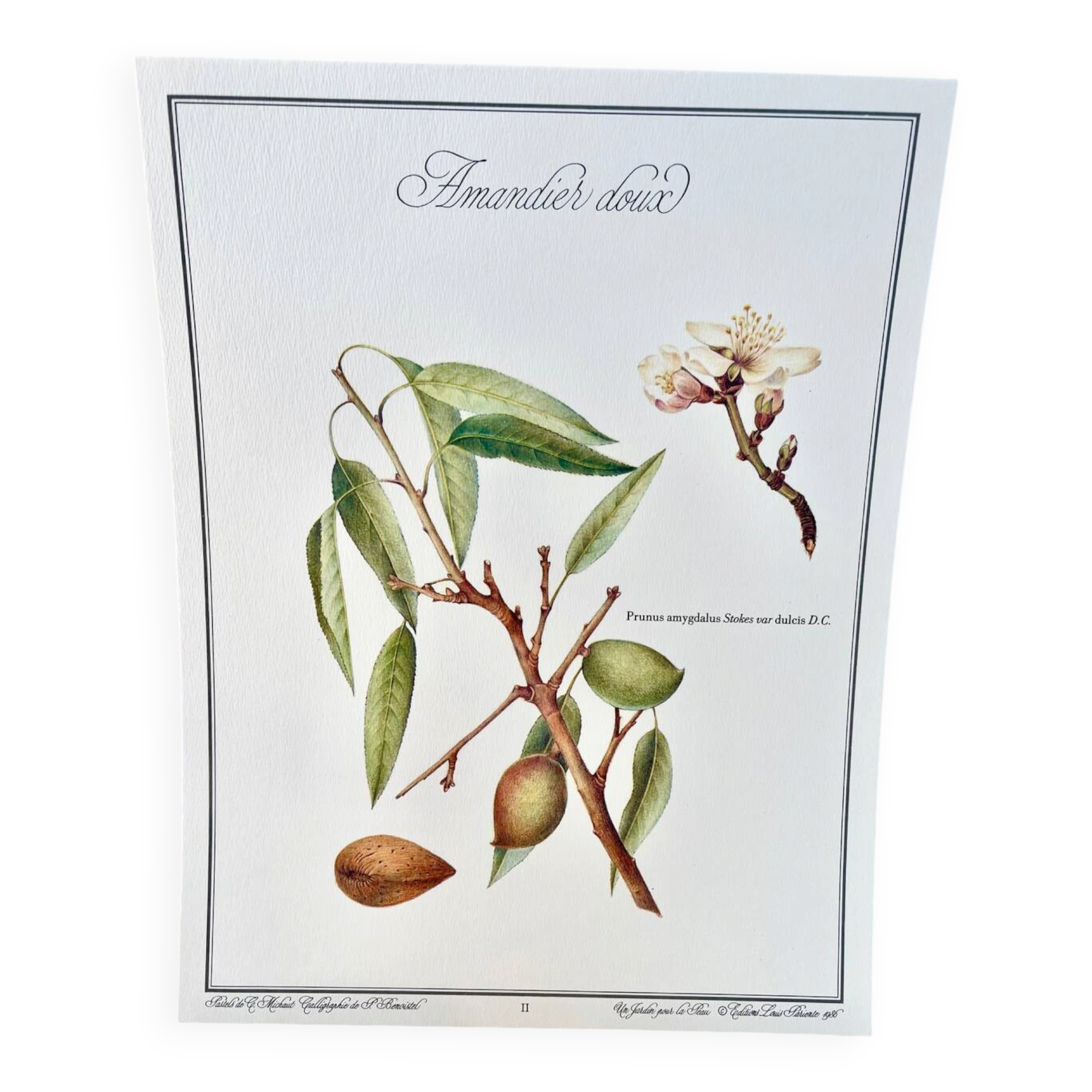 Planche botanique – Amandier doux – Louis Pariente, 1986