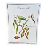 Botanical plate – Sweet almond – Louis Pariente, 1986