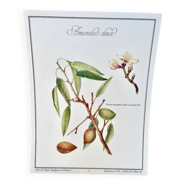 Botanical plate – Sweet almond – Louis Pariente, 1986