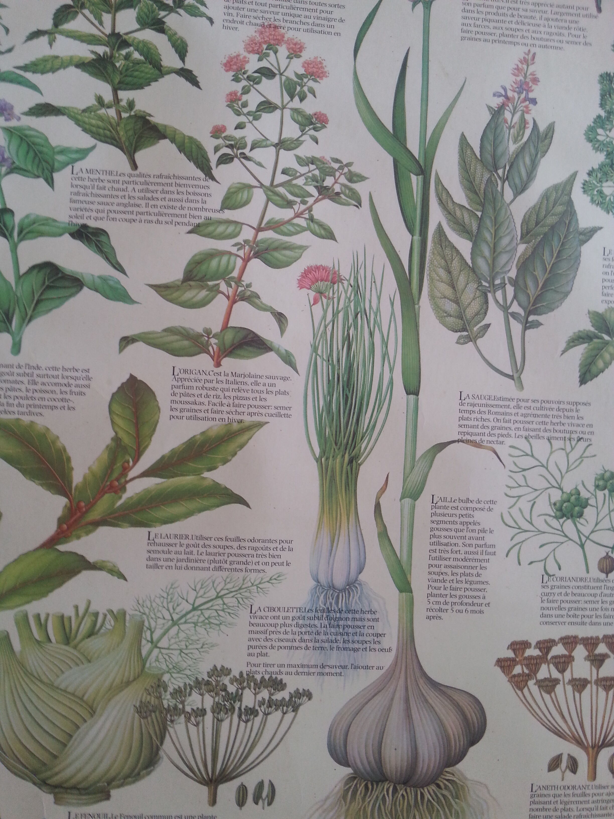 1978 botanical vintage poster