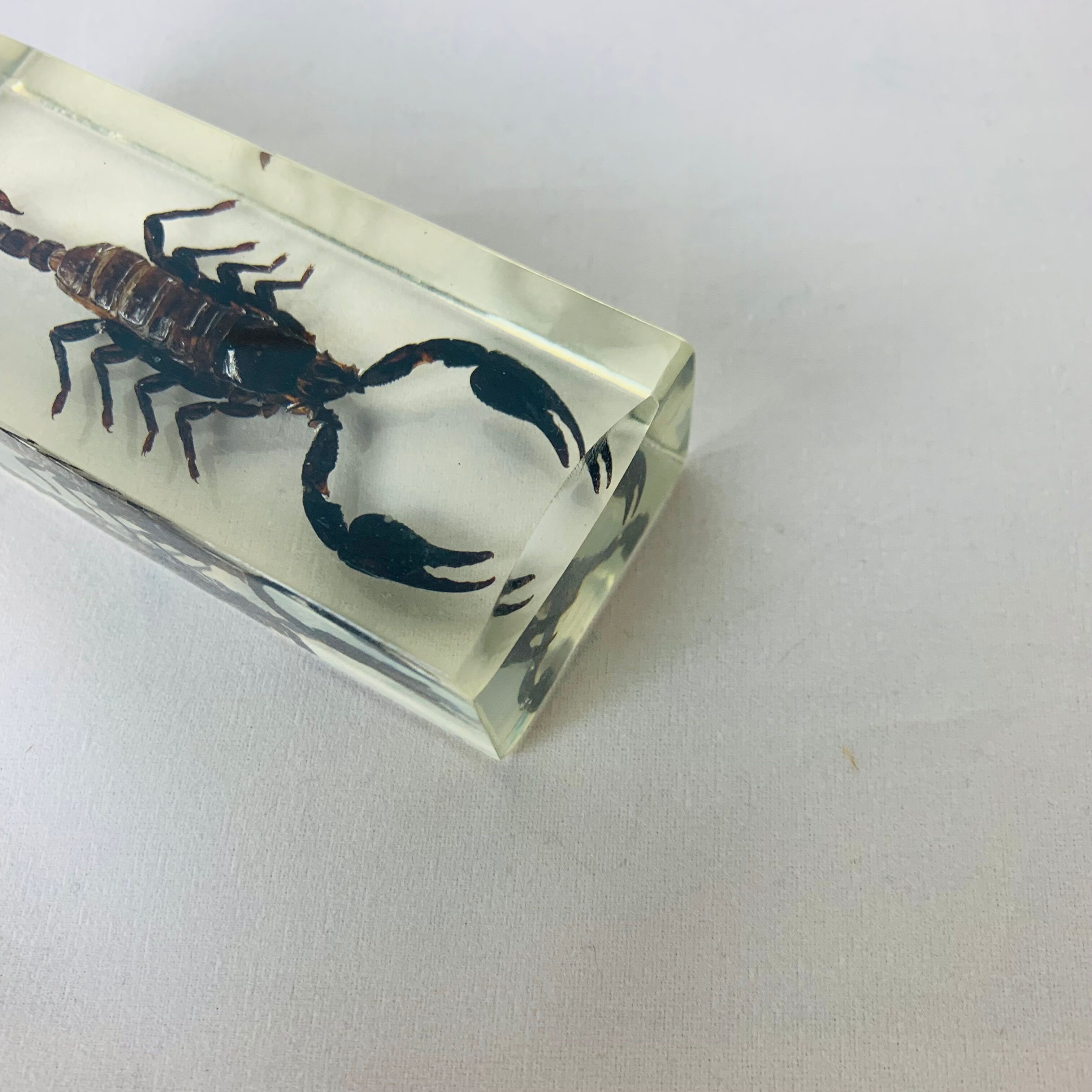 6 insects resin object of curiosity