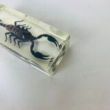 6 insects resin object of curiosity