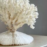 White coral on a natural base