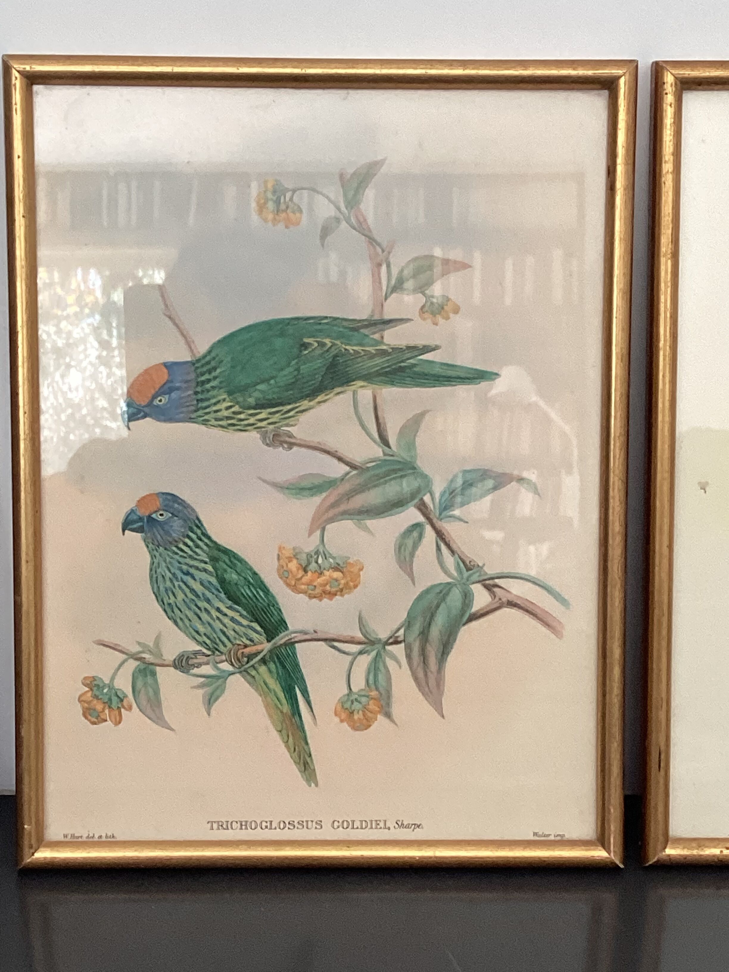 4 John Gould lithographs