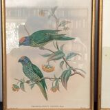4 lithographies John Gould