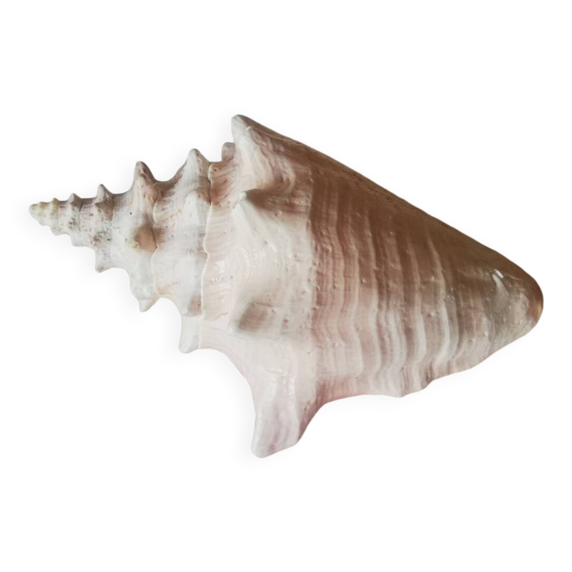 Collectible shell Strombe Lambi pink