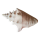 Collectible shell Strombe Lambi pink