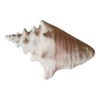 Collectible shell Strombe Lambi pink