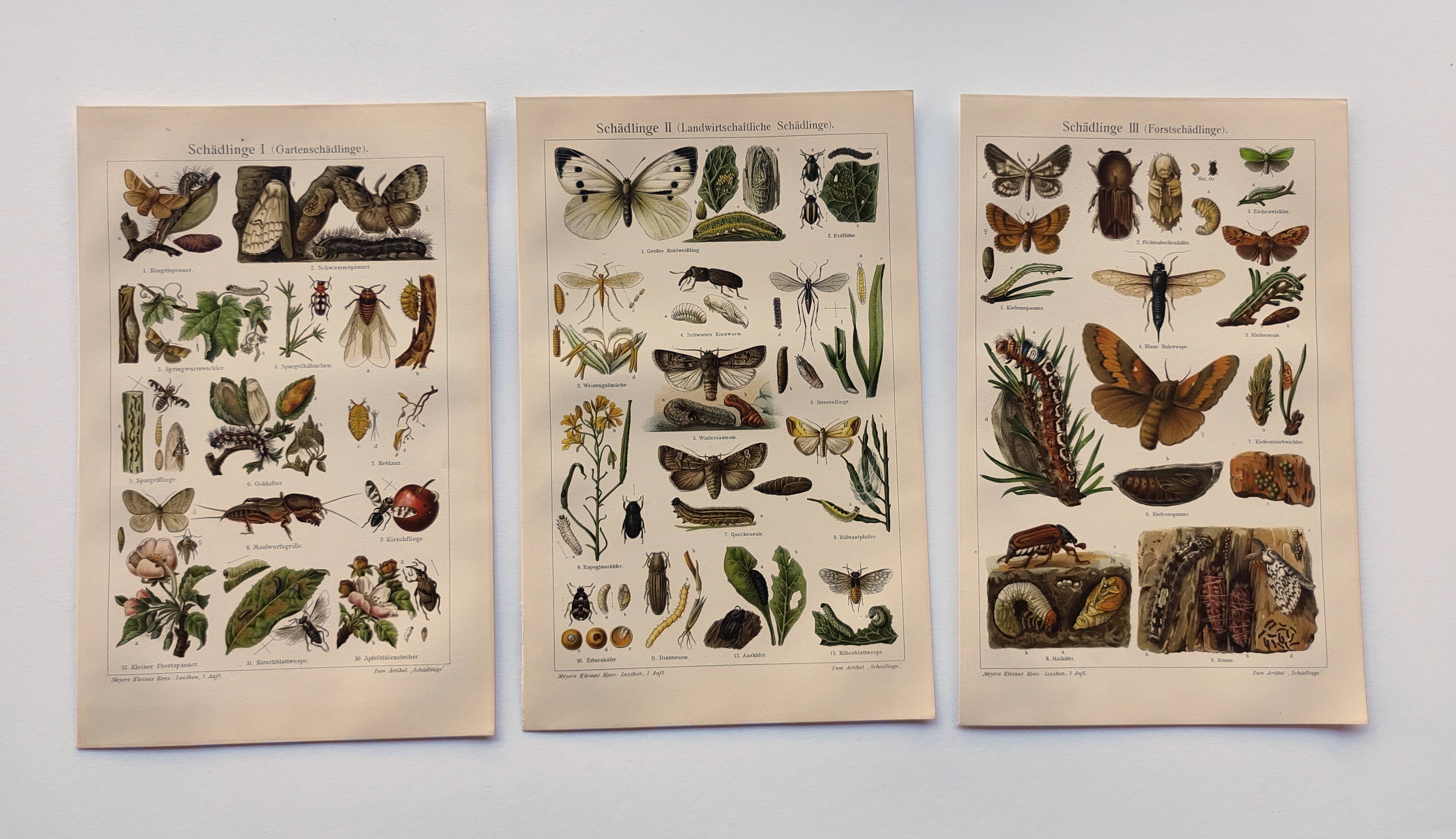 3 Engravings from 1909 - So-called "harmful" insects - Old entomological plates