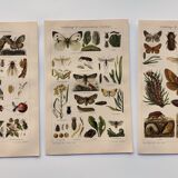 3 Engravings from 1909 - So-called "harmful" insects - Old entomological plates