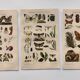 3 Engravings from 1909 - So-called "harmful" insects - Old entomological plates