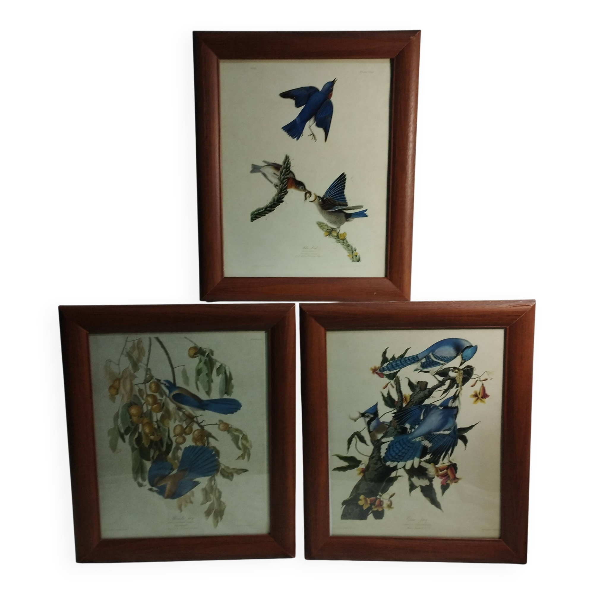 set of 3 reproductions of old illustrations by John James Audubon