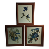 set of 3 reproductions of old illustrations by John James Audubon