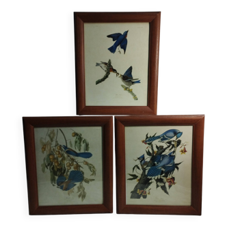 3 reproductions d'illustrations anciennes de John James Audubon