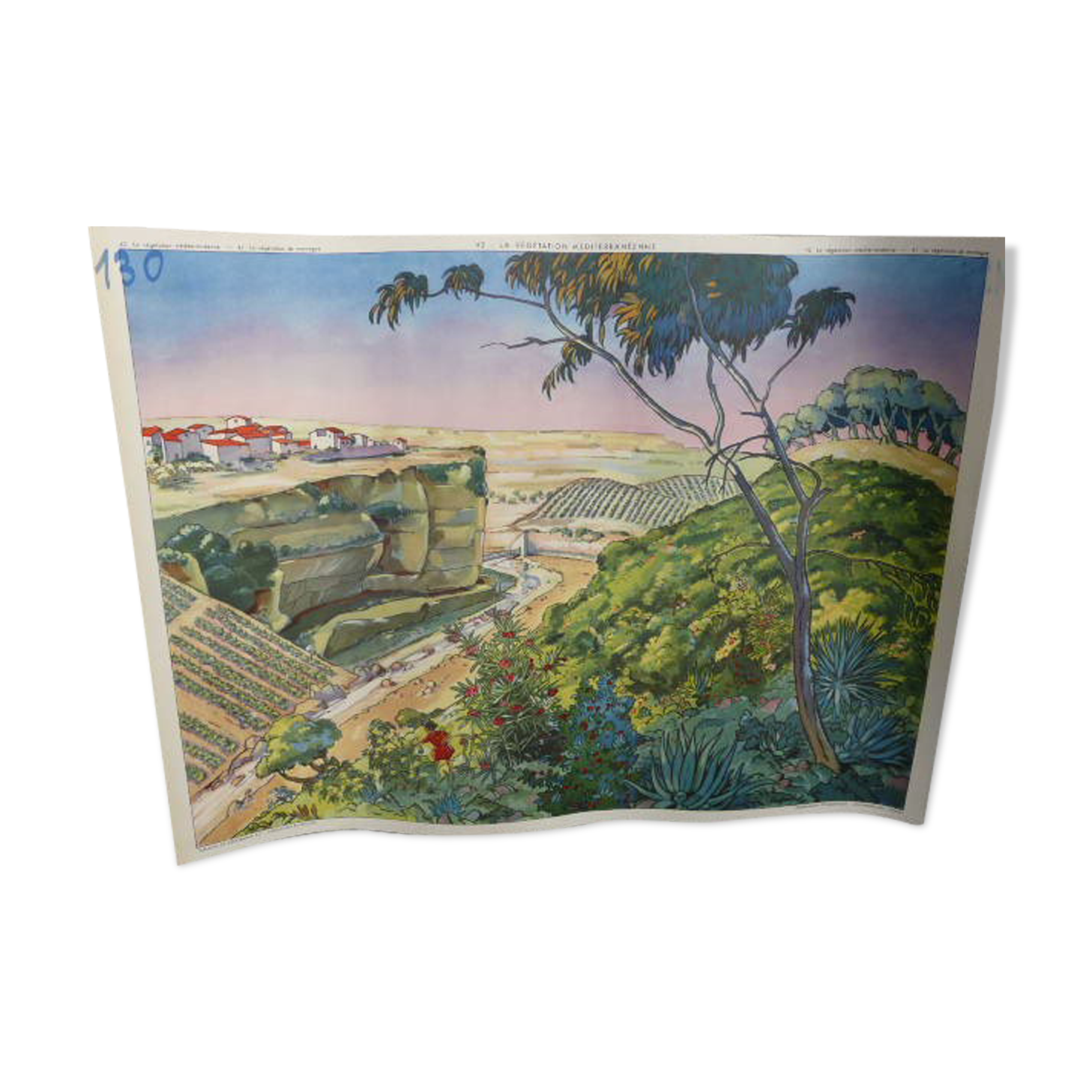 School poster editions nightingale N° 41 and 42 mountain and Mediterranean vegetation