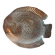 Fish-shaped glass dish