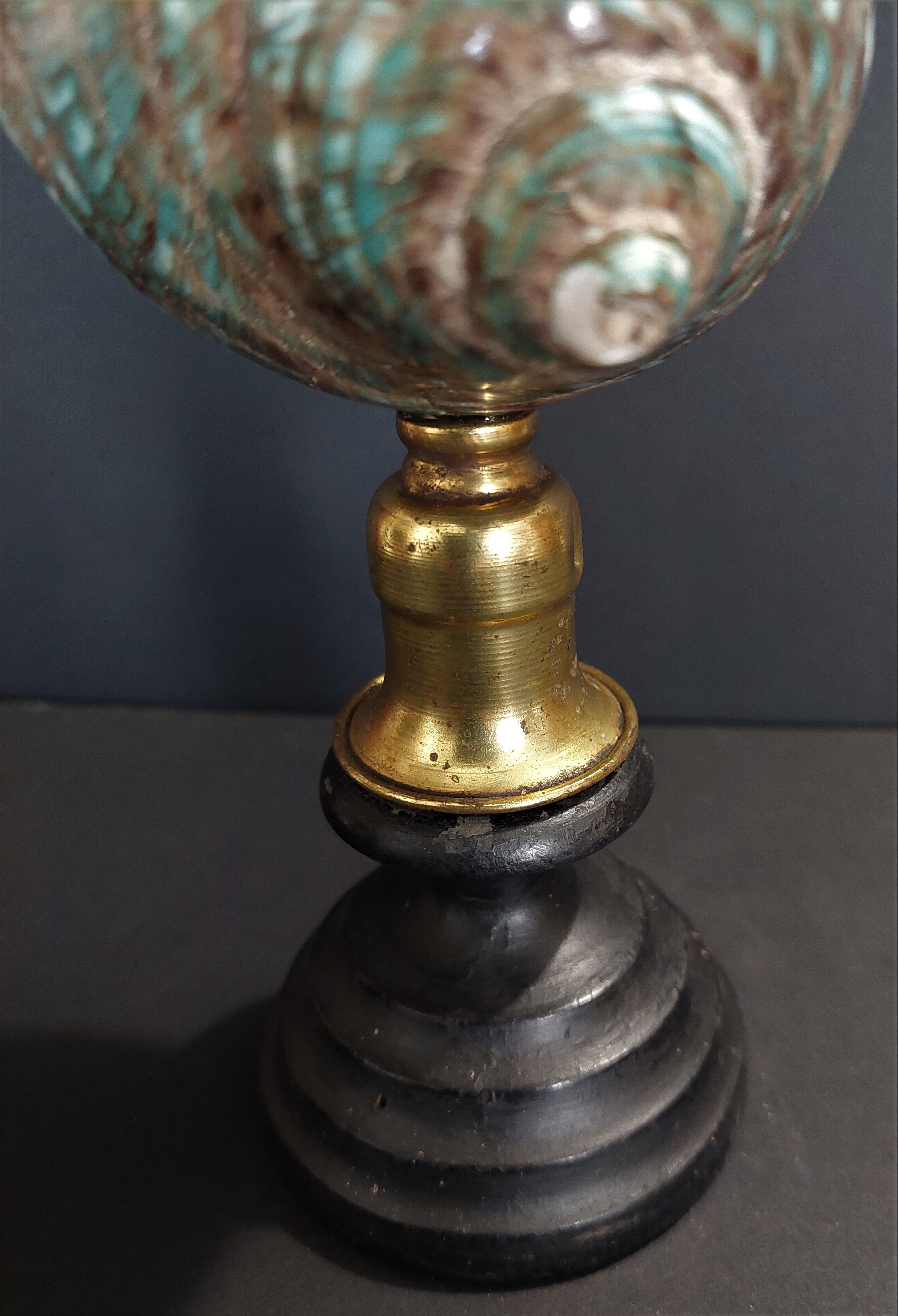 Cabinet of Curiosities shell turbo imperialis on base
