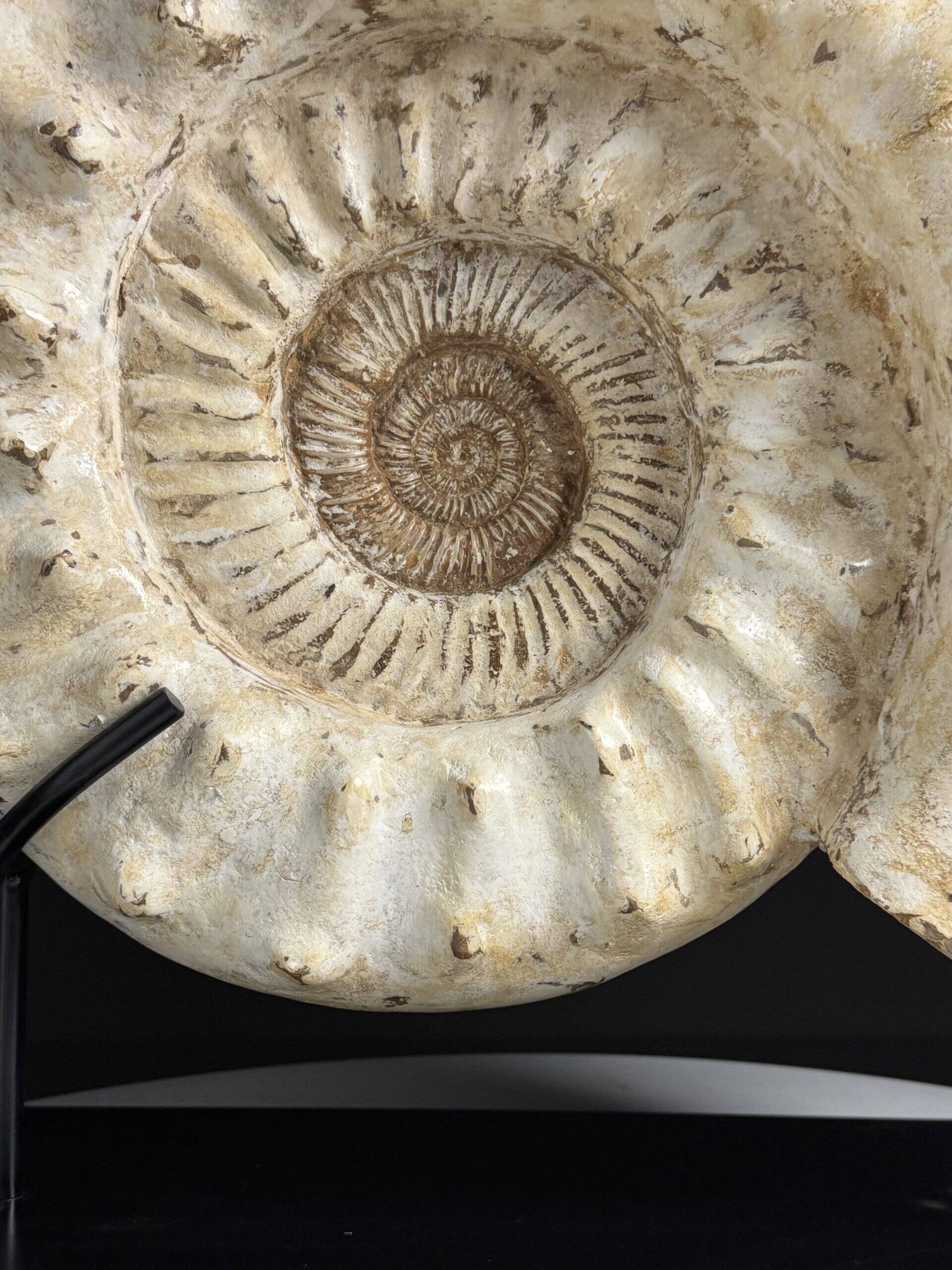 Fossile d'ammonite sur support